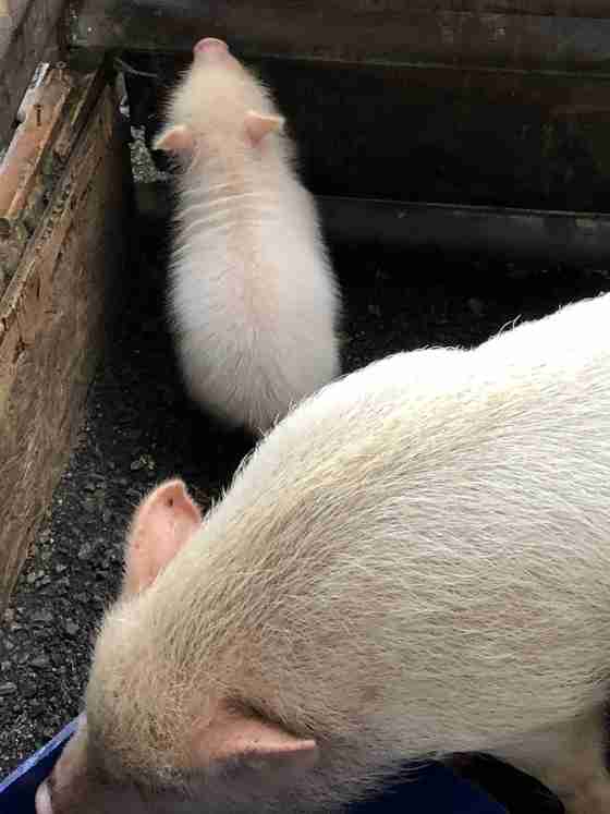 動物の後頭部が集まるトピ
