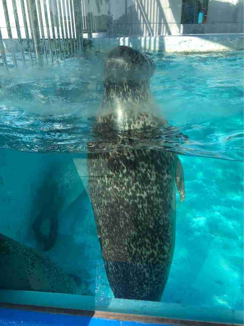 動物の後頭部が集まるトピ
