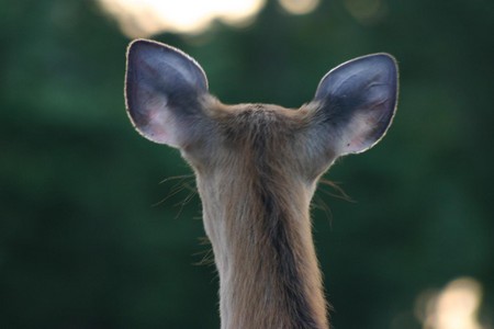動物の後頭部が集まるトピ