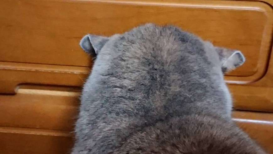 動物の後頭部が集まるトピ