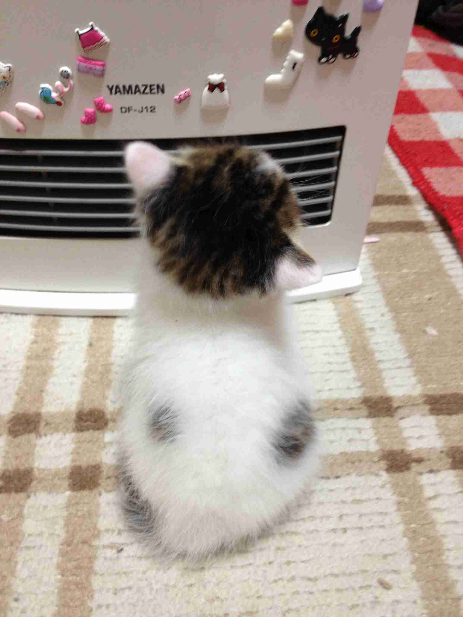 動物の後頭部が集まるトピ