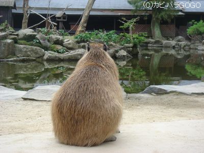 動物の後頭部が集まるトピ