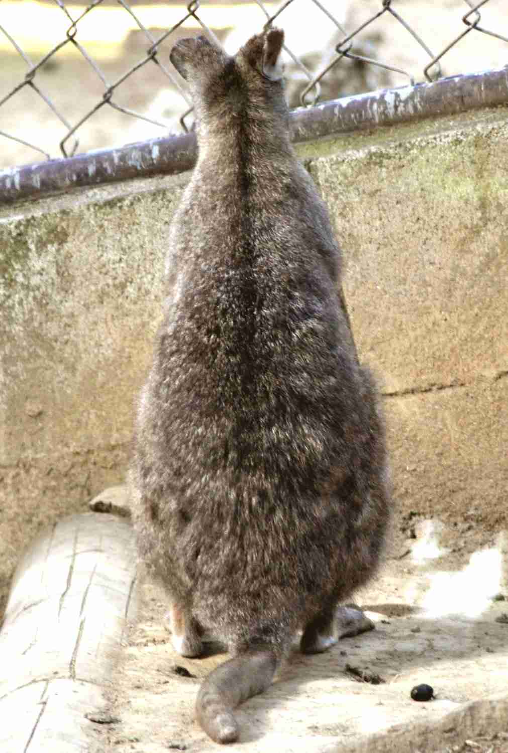 動物の後頭部が集まるトピ