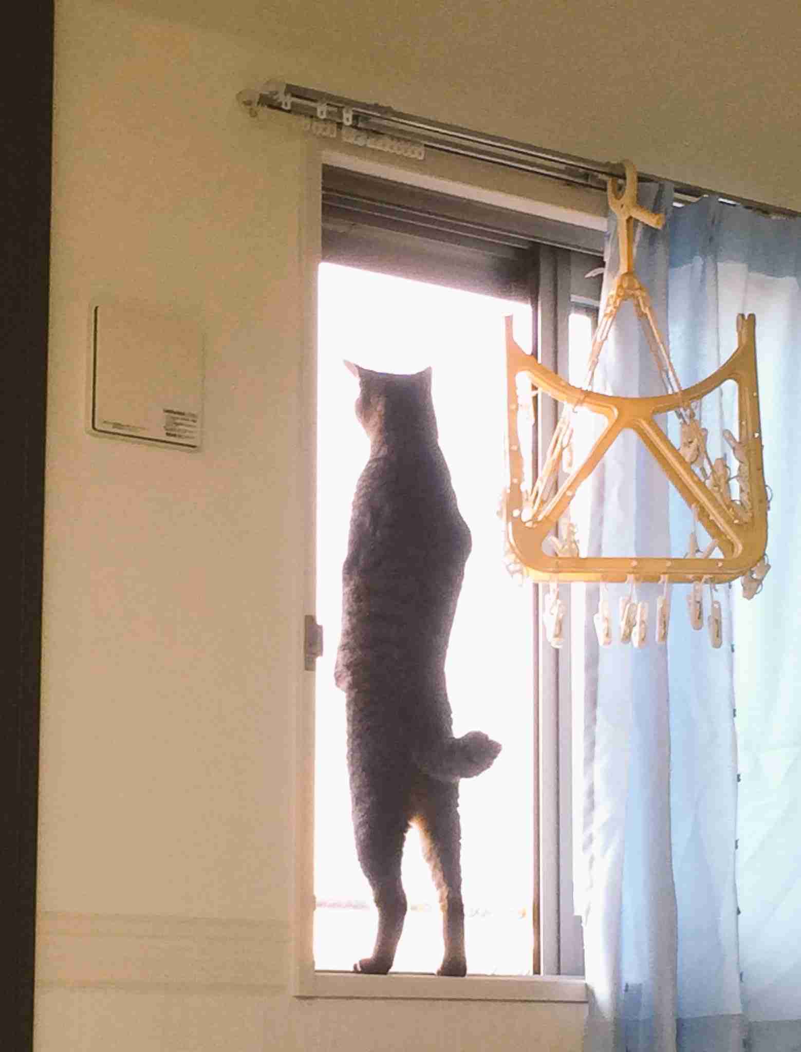動物の後頭部が集まるトピ