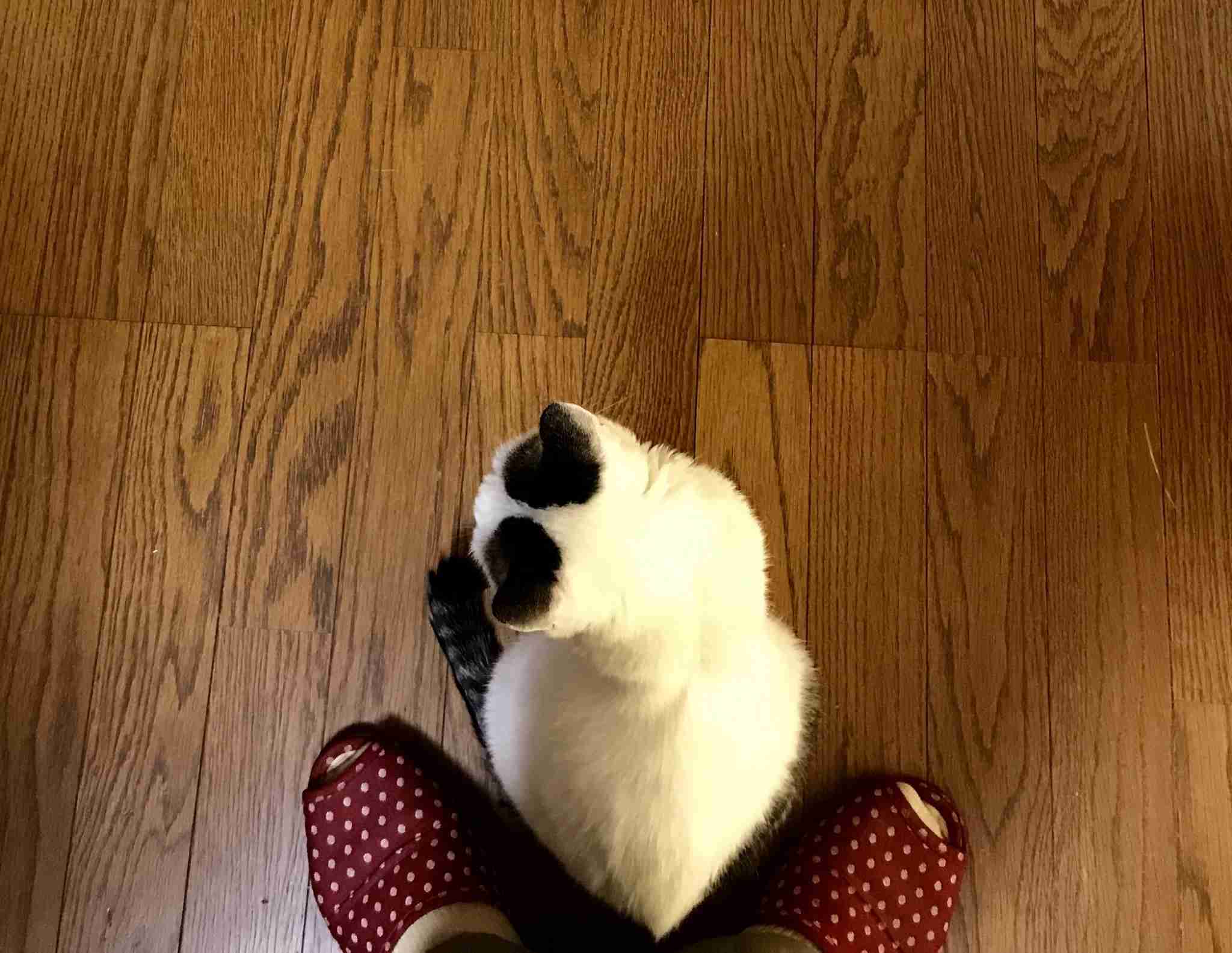 動物の後頭部が集まるトピ