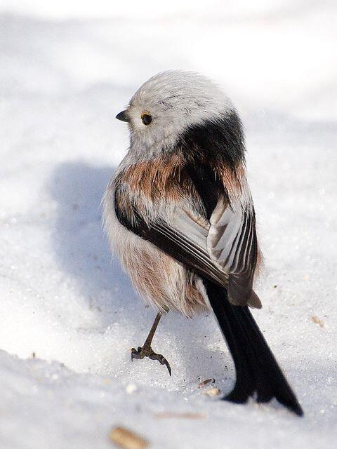 動物の後頭部が集まるトピ