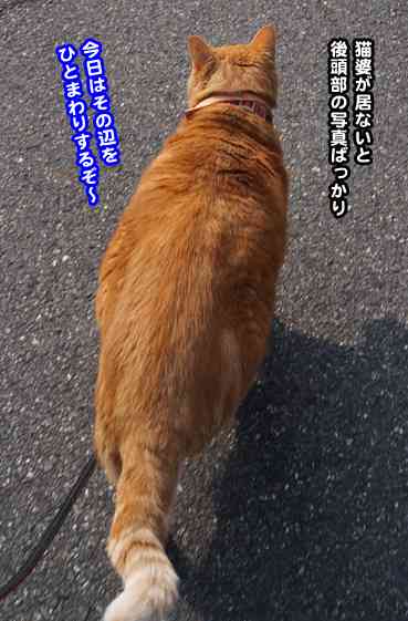 動物の後頭部が集まるトピ