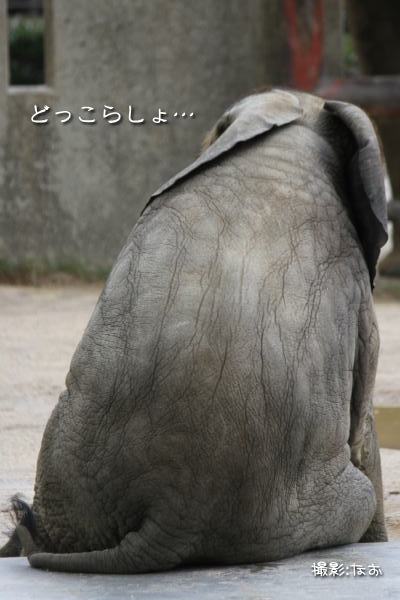 動物の後頭部が集まるトピ