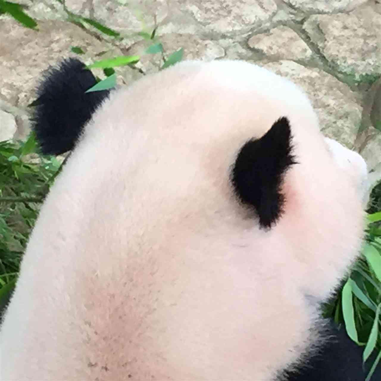 動物の後頭部が集まるトピ