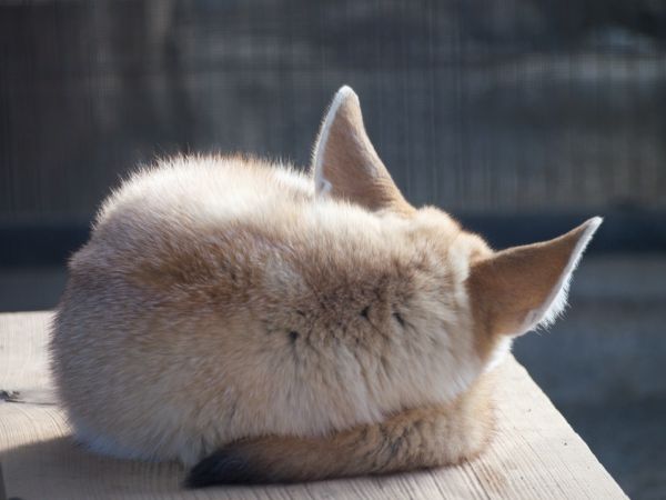 動物の後頭部が集まるトピ
