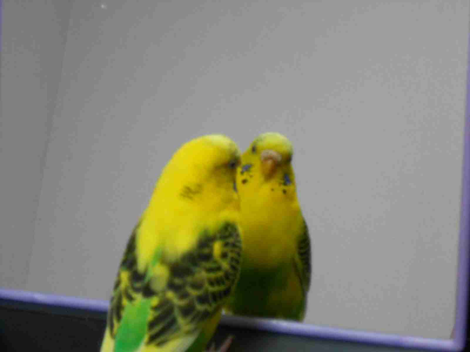 動物の後頭部が集まるトピ