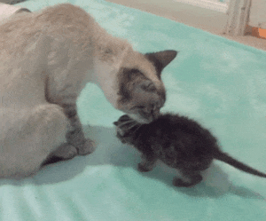 動物の後頭部が集まるトピ