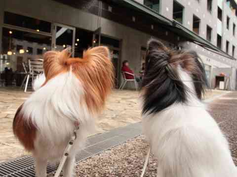 動物の後頭部が集まるトピ
