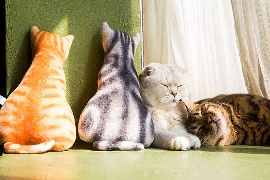 動物の後頭部が集まるトピ