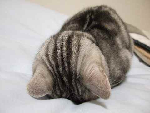 動物の後頭部が集まるトピ