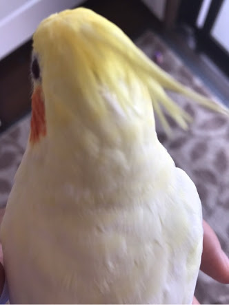 動物の後頭部が集まるトピ