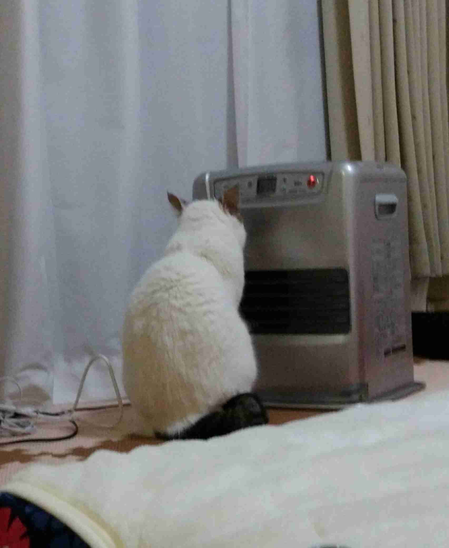 動物の後頭部が集まるトピ