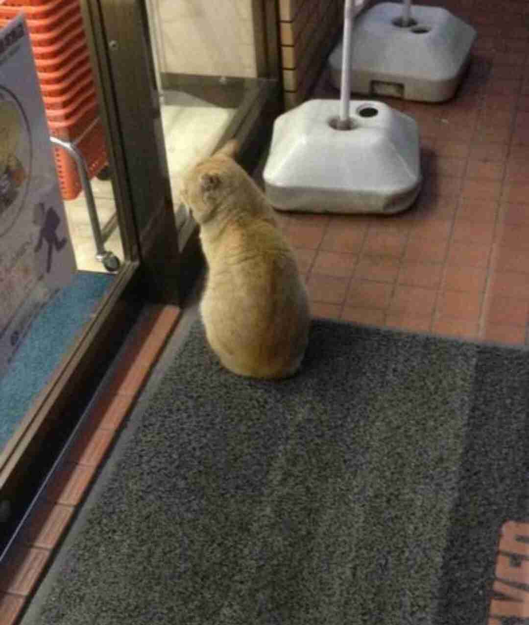 動物の後頭部が集まるトピ