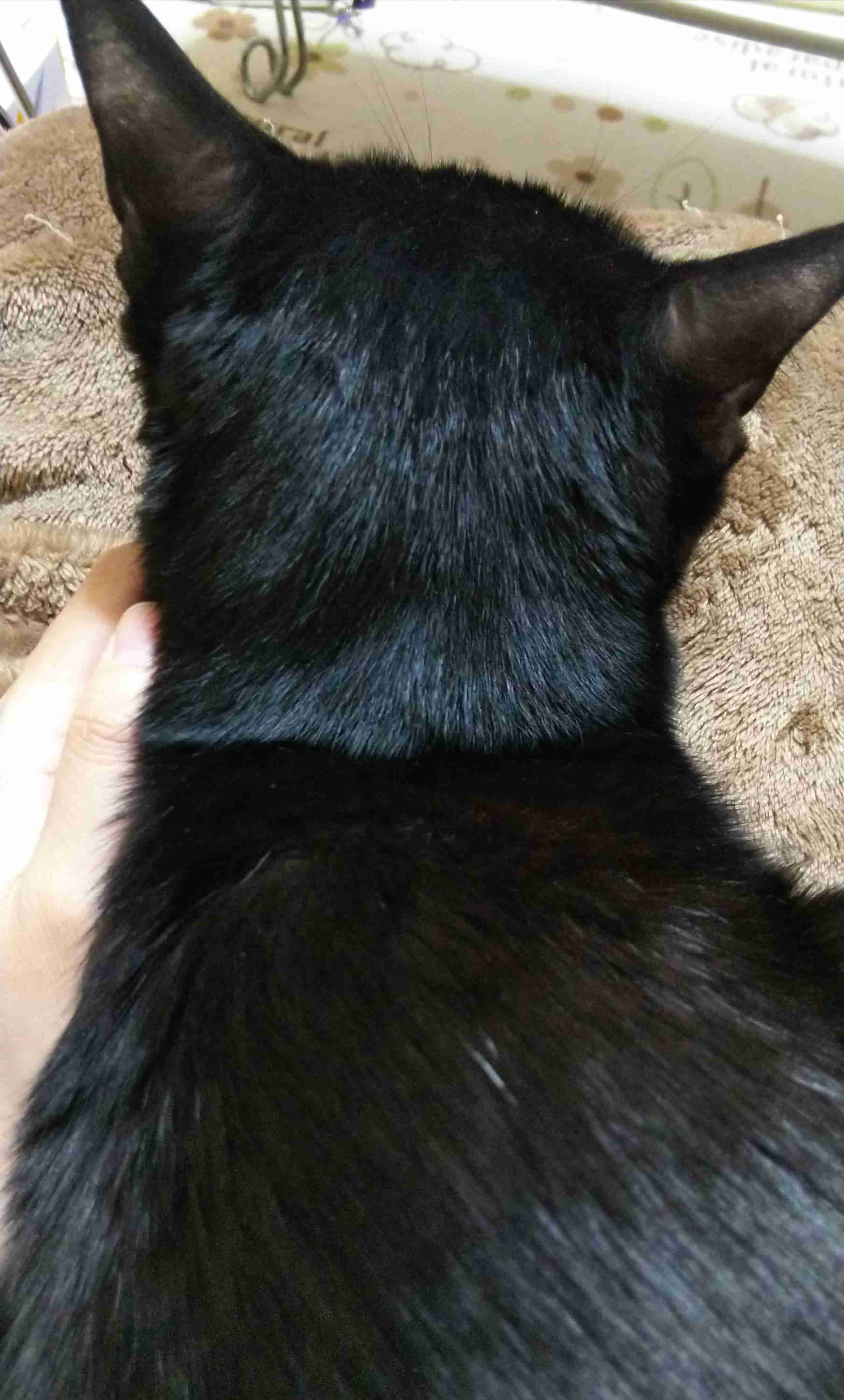 動物の後頭部が集まるトピ