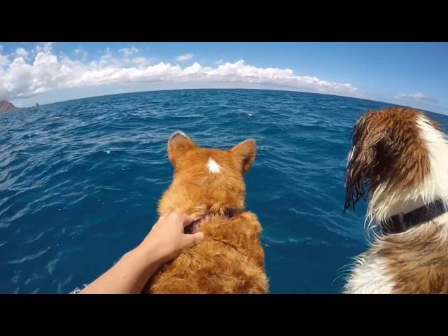 動物の後頭部が集まるトピ