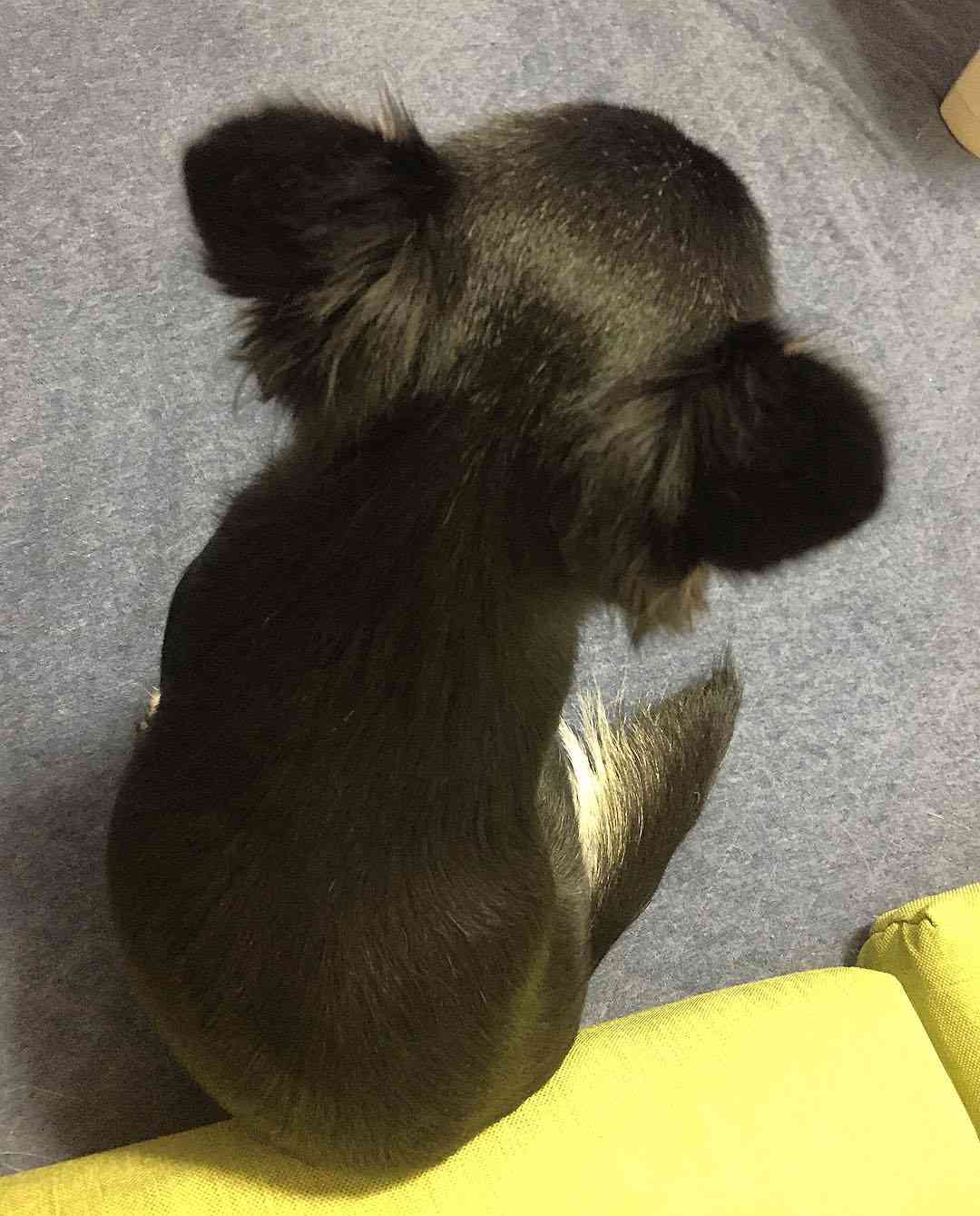 動物の後頭部が集まるトピ