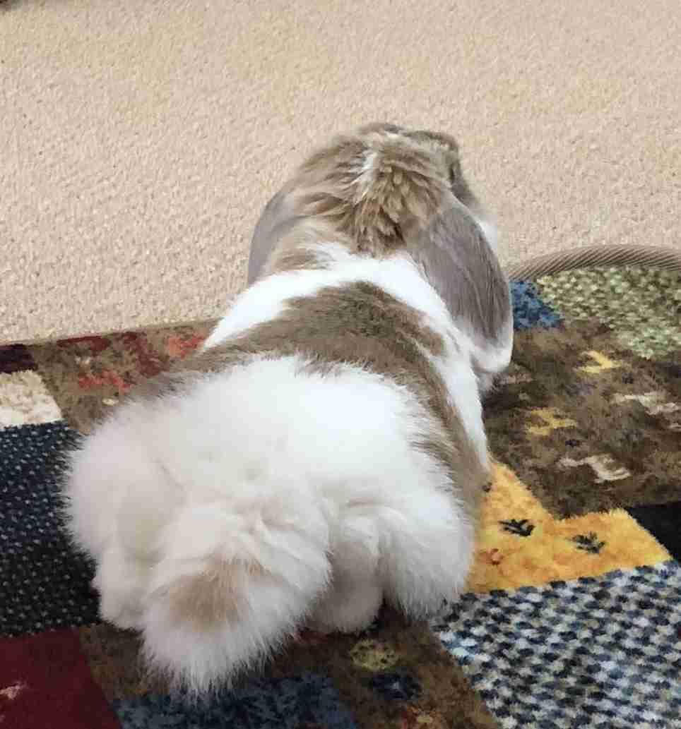 動物の後頭部が集まるトピ