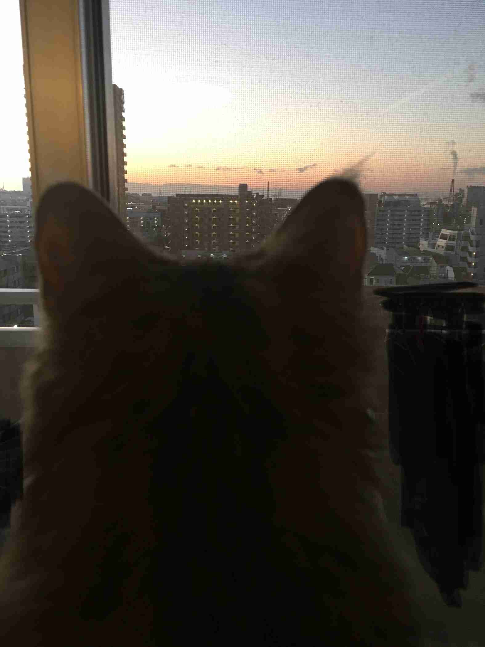 動物の後頭部が集まるトピ