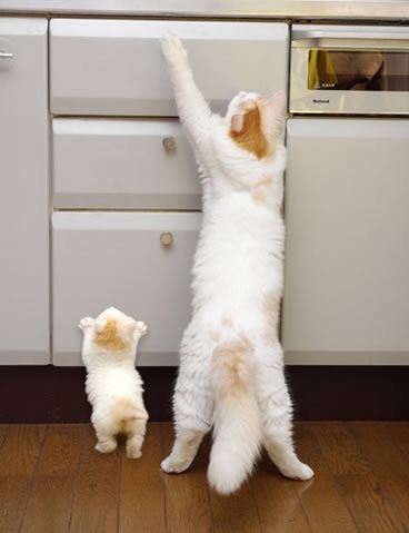 動物の後頭部が集まるトピ