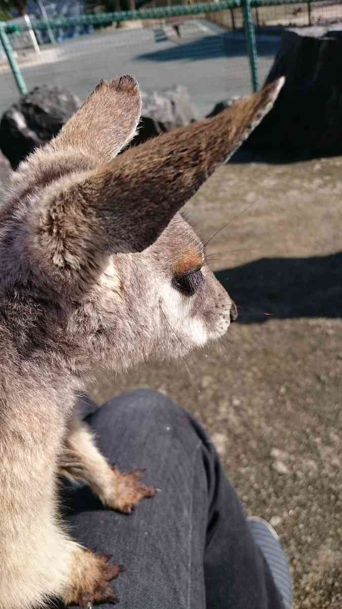 動物の後頭部が集まるトピ