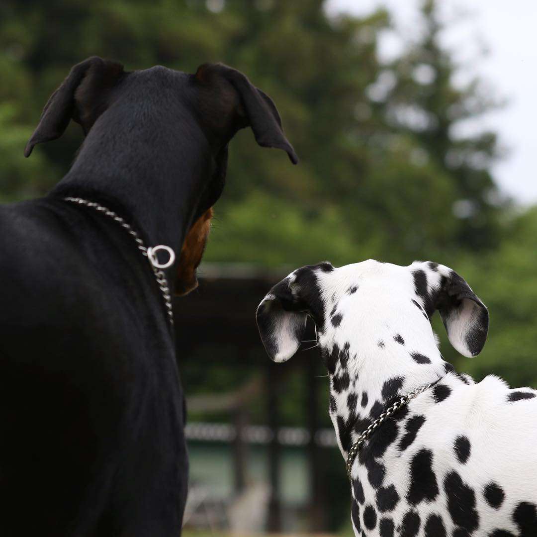動物の後頭部が集まるトピ