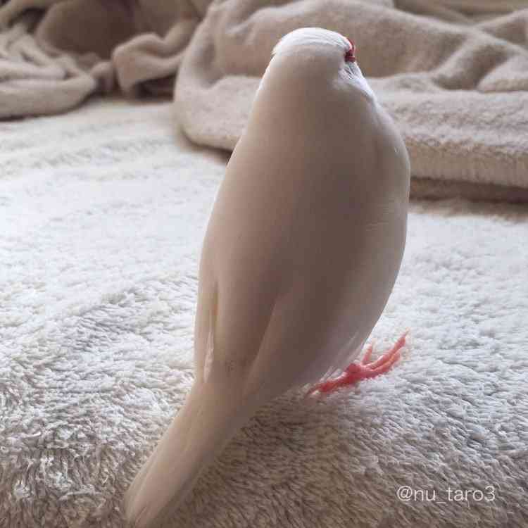 動物の後頭部が集まるトピ