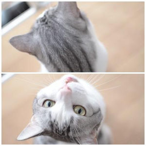 動物の後頭部が集まるトピ