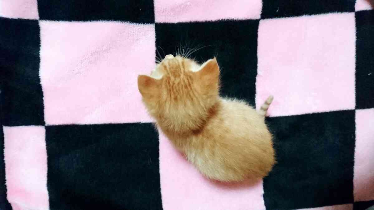 動物の後頭部が集まるトピ