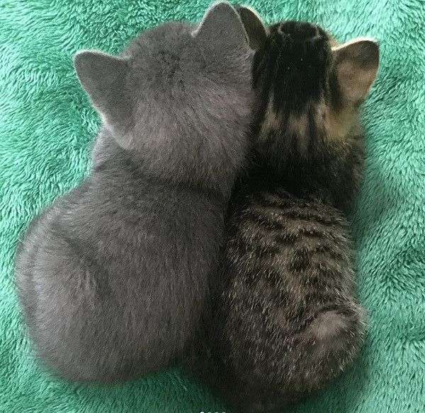 動物の後頭部が集まるトピ