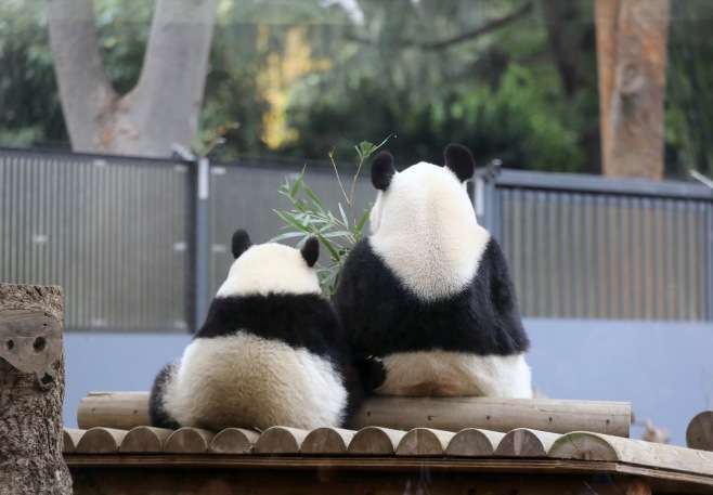 動物の後頭部が集まるトピ
