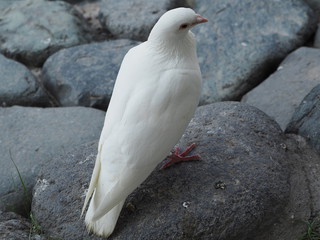 動物の後頭部が集まるトピ