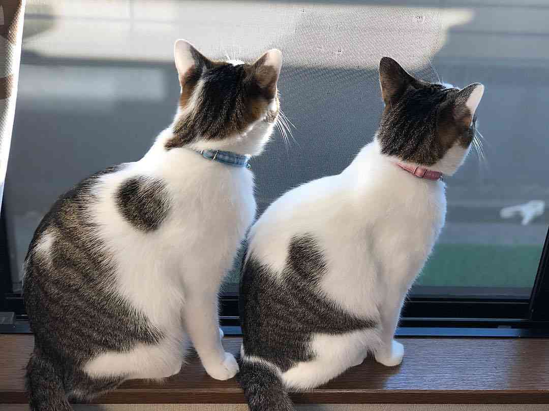 動物の後頭部が集まるトピ