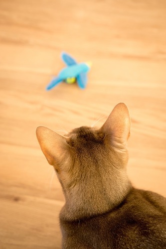 動物の後頭部が集まるトピ