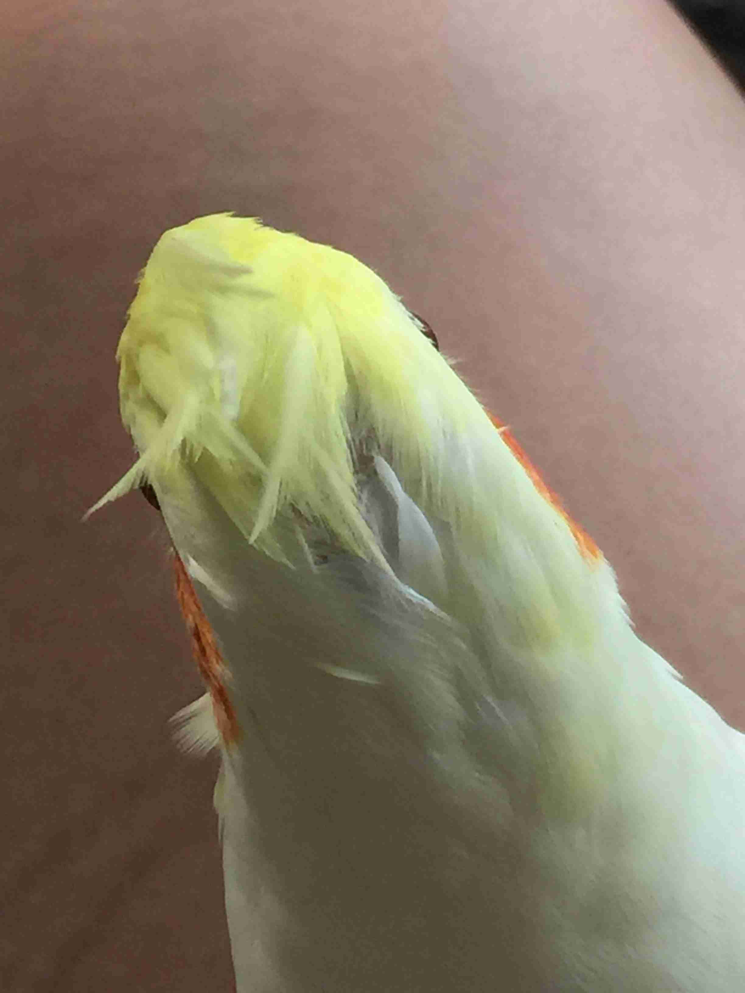 動物の後頭部が集まるトピ