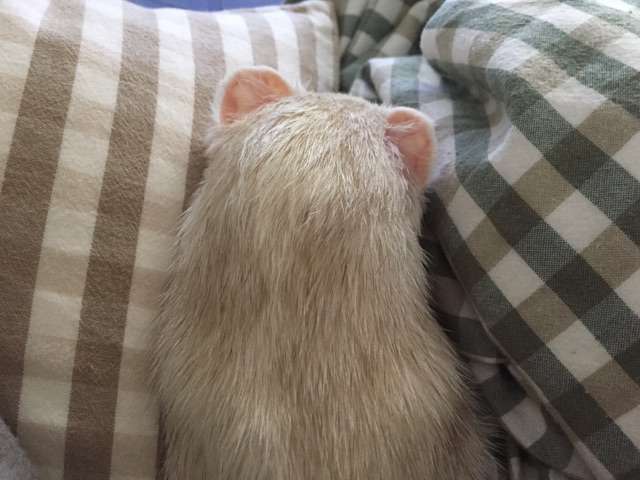 動物の後頭部が集まるトピ