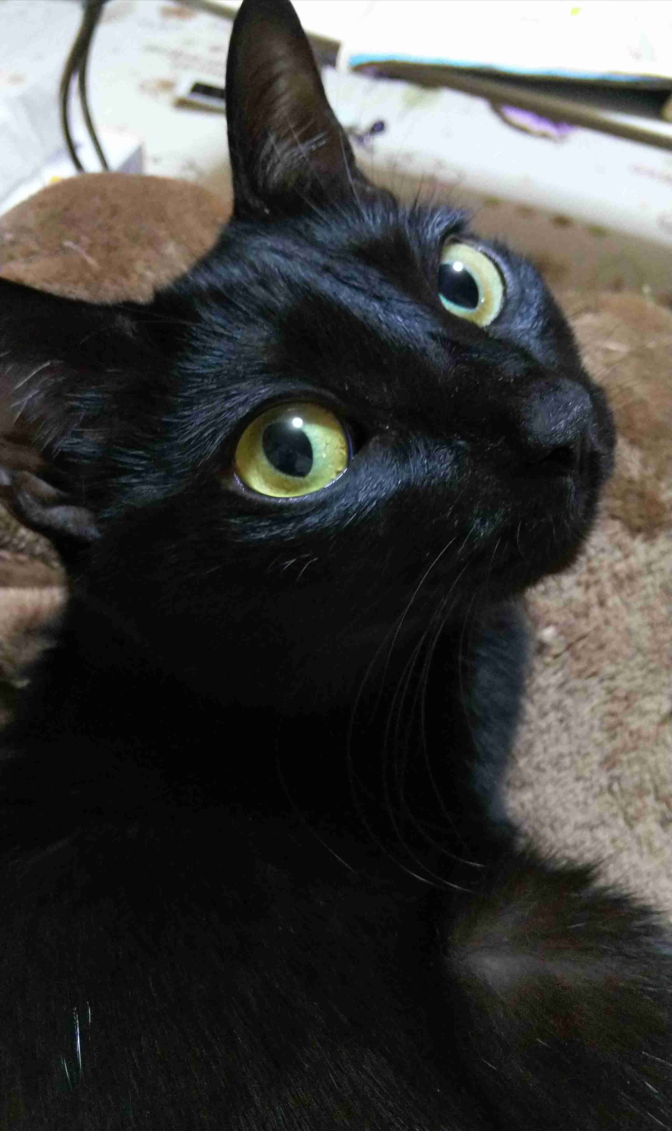 動物の後頭部が集まるトピ