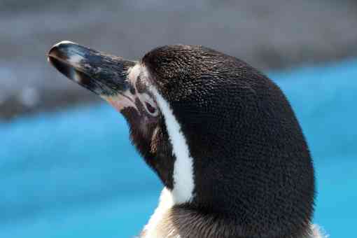 動物の後頭部が集まるトピ