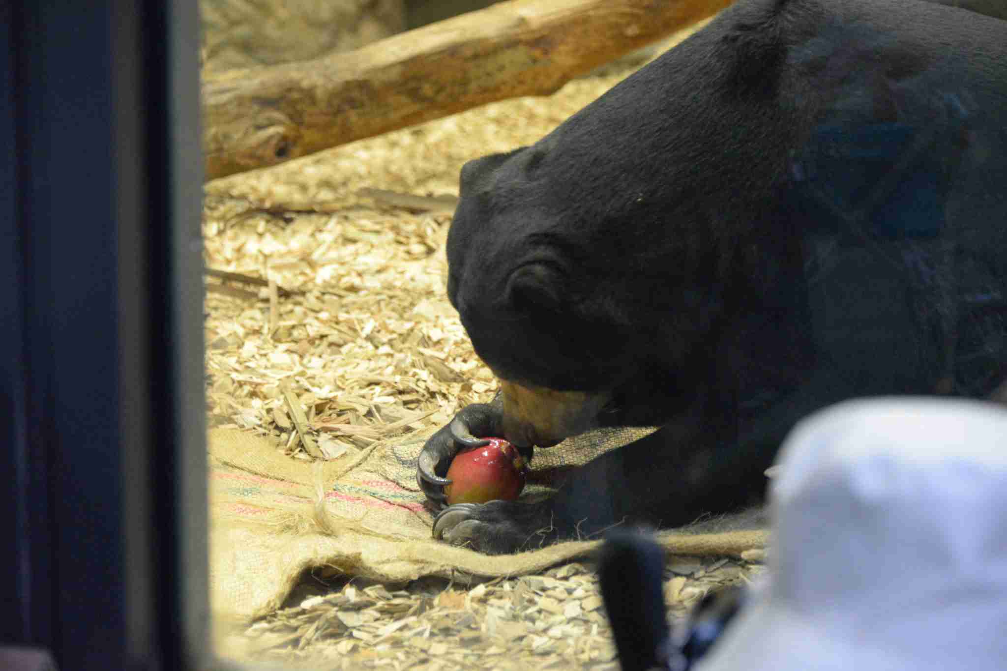 動物の後頭部が集まるトピ