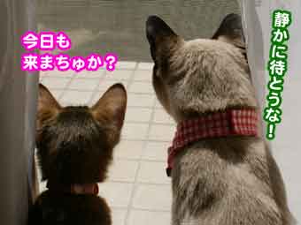 動物の後頭部が集まるトピ