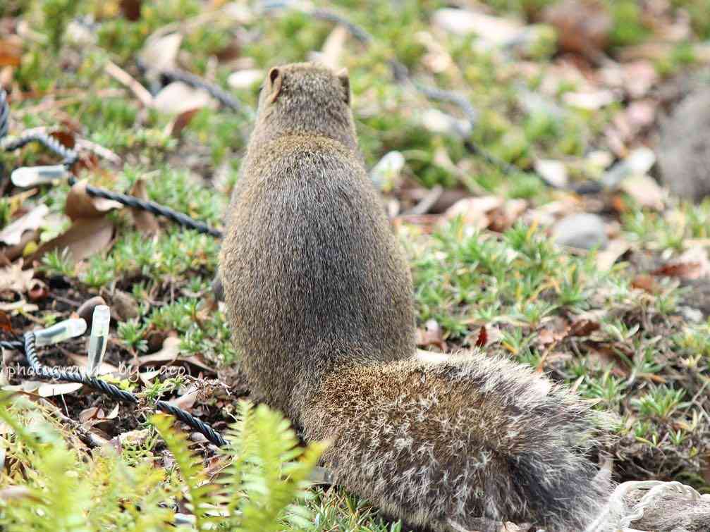 動物の後頭部が集まるトピ