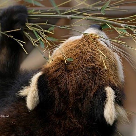 動物の後頭部が集まるトピ