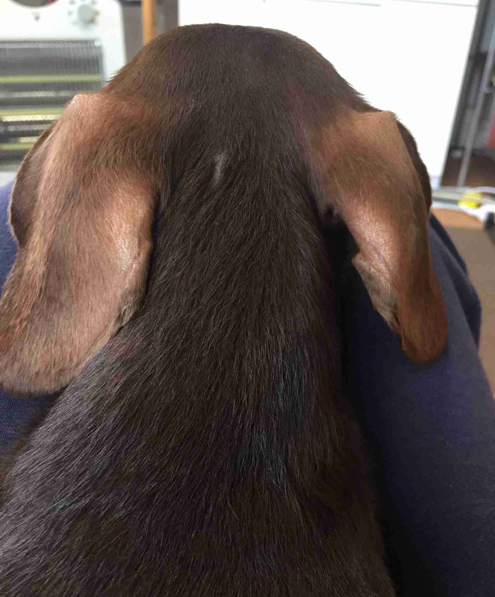 動物の後頭部が集まるトピ