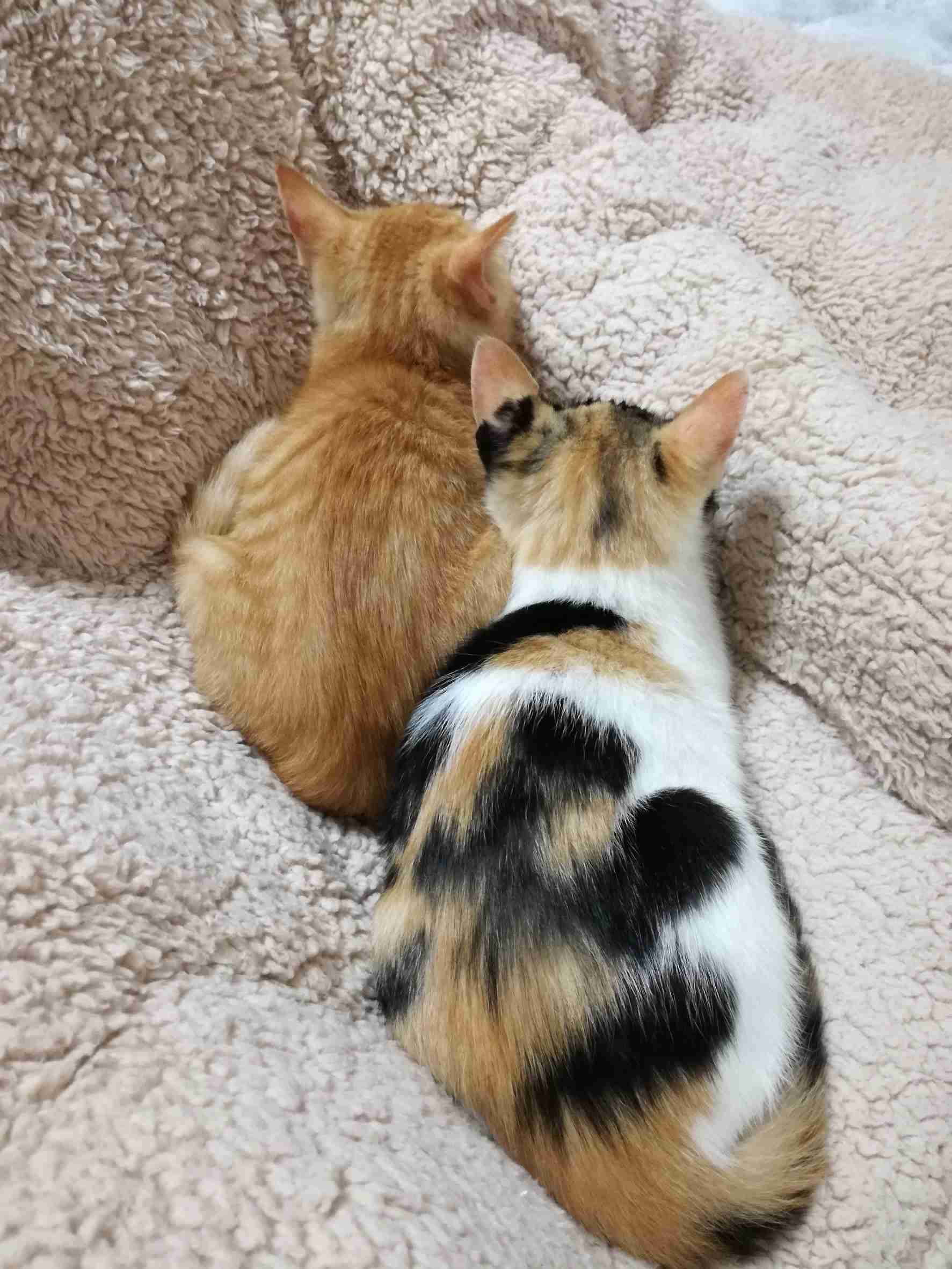 動物の後頭部が集まるトピ