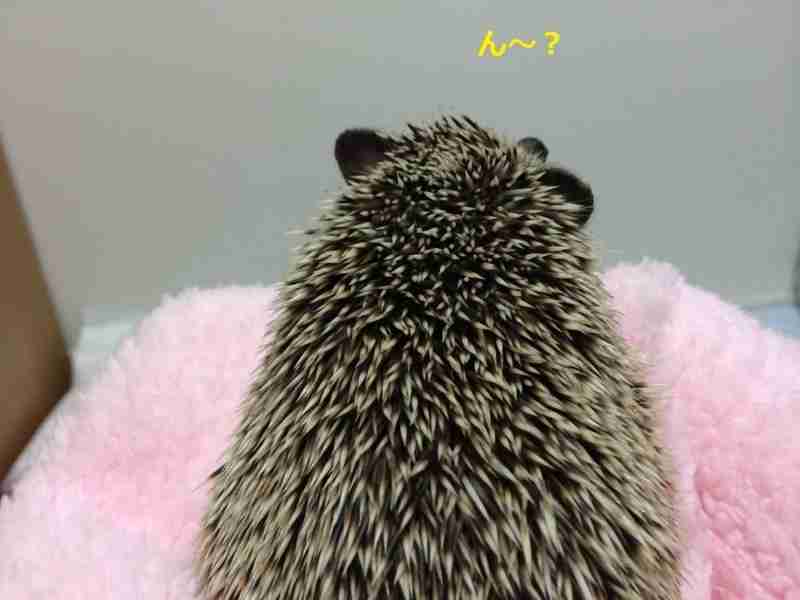 動物の後頭部が集まるトピ