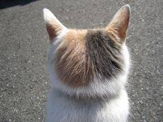 動物の後頭部が集まるトピ